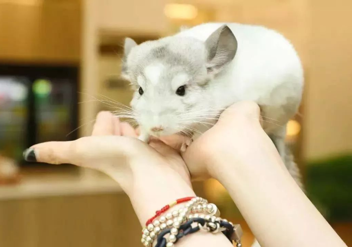 给 大 家 讲 解 “ 龙 猫 精 灵 有 没 有 挂 " ! 专 业 师 傅 带 你 一 起 了 解 给 大 家 讲 解 “ 龙 猫 精 灵 有 没 有 挂 " ! 专 业 师 傅 带 你 一 起 了 解