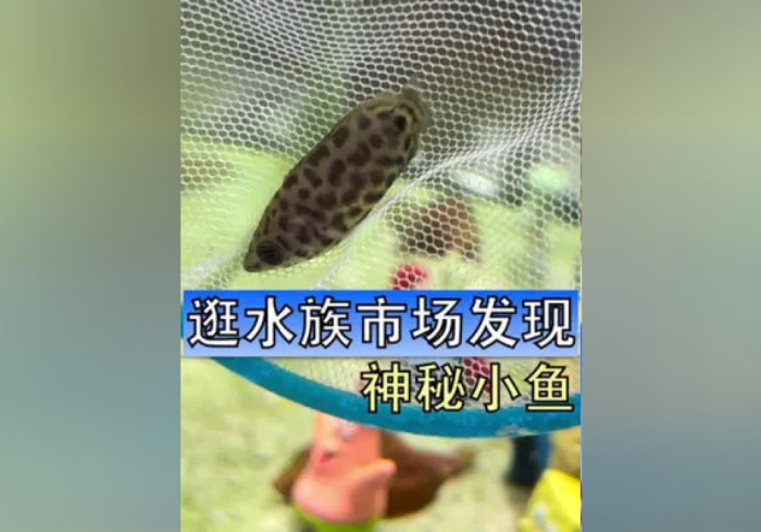 【 独 家 发 现 】 “ 鱼 网 皮 球 充 值 能 提 高 胜 率 ! 专 业 师 傅 带 你 一 起 了 解 ( 确 实 有 挂 ) 【 独 家 发 现 】 “ 鱼 网 皮 球 充 值 能 提 高 胜 率 ! 专 业 师 傅 带 你 一 起 了 解 ( 确 实 有 挂 )