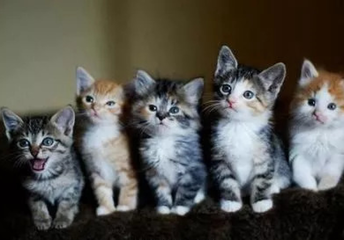 【 最 新 科 普 】 红 心 吴 江 麻 将 有 没 有 猫 腻 ( 详 细 真 的 有 挂 ) - 知 乎