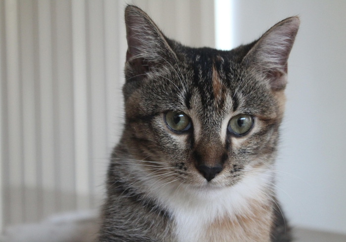 真相揭露“哥哥杭州麻将到底有没有挂(透视)太坑人了，曝光透视猫腻